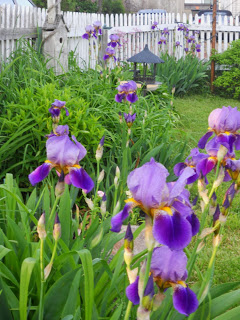 Photo by Laurel Tarantino