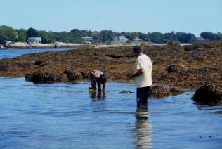 Gathering Mussels